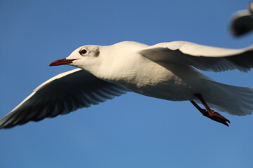 Fototapeta premium cute sea gulls in Turkey, Istanbul Strait ferry ride. selective focus.