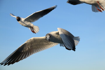 cute sea gulls in Turkey, Istanbul Strait ferry ride. selective focus.