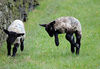 Newborn lambs frolicking in Spring sunshine