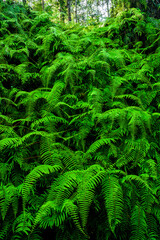 Lush natural green fern as a background