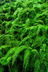 Fototapeta na wymiar Lush natural green fern as a background