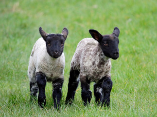 Newborn lambs frolicking in Spring sunshine
