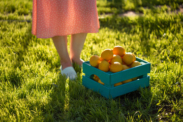 Legs of a young unidentified woman gardener standing on green grass next to a box of lemons on a...