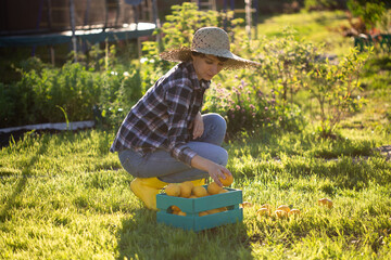 Pretty young woman gardener in hat picks lemons in a basket in her vegetable garden on a sunny summer day. Gardening and farming concept