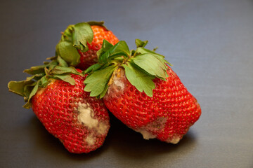 Spoiled strawberries covered in mold on the table.