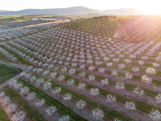 Rows of blooming almond trees, aerial photo