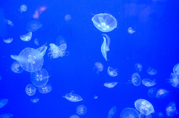 Fototapeta na wymiar Ear jellyfish swim in the water. Jellyfish floating underwater. Close up of Jellyfishes in the ocean. Aurelia aurita in aquarium against blue light. Illuminated Sea jellies