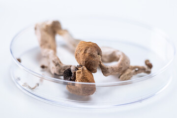 Magic Mushrooms on white background. Psilocybin compound laboratory research.