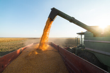 Combine harvester in evening action