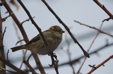 A Female House Sparrow (passer domesticus) perched in a Tree