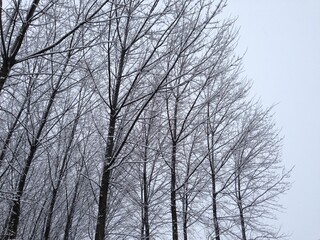trees in winter