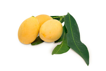 Yellow Marian Plum isolated with clipping path