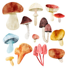 Watercolor illustration of mushrooms isolated on white background