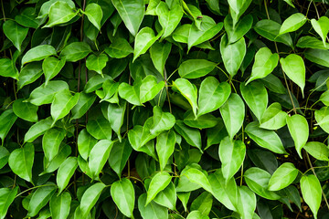 Close-up green leaves as a background