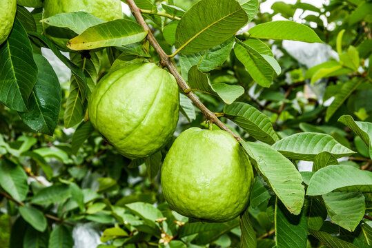 Close-up of guavas fruit growing on the guava tree in Taiwan