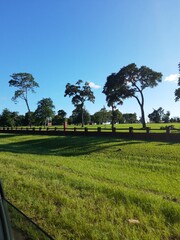 trees in the park