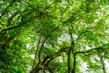 Low-angle view of verdant trees In the mountains of Pingtung, Taiwan.