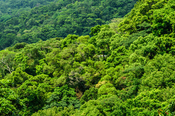 Fototapeta na wymiar the beautiful green forest as a background