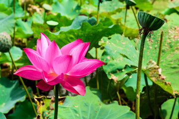 Close-up lotus flower in the garden with blurred background 