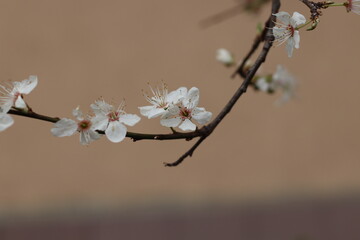 tree blossom