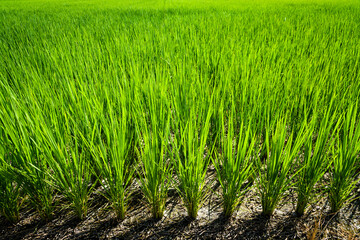 rice seedlings growing on the fields in Meinong, Kaohsiung, Taiwan.