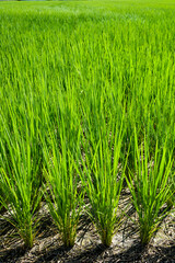 Rice seedlings growing on the farm of Taiwan.