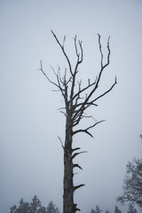 Fototapeta na wymiar toter Baum im Nebel