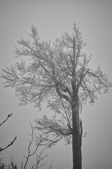 Baum im Winter bei Schnee und Nebel