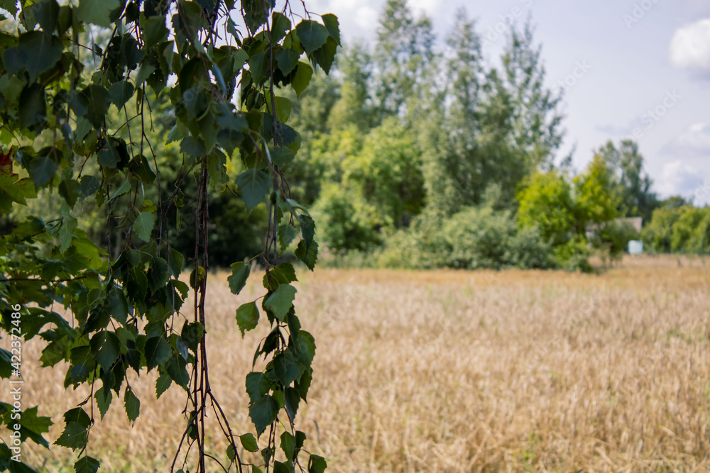 Wall mural wheat field. rye. golden ears of rye among the tree branches