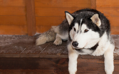 Beautiful dog breed Siberian Husky, lying on a wooden floor with a place for text.