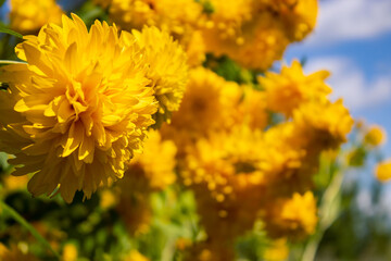 Obraz premium Yellow dahlias. Dahlia flowers on a background of blue sky