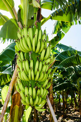 ripe corn soon to be harvest in the cornfield of Taiwan.