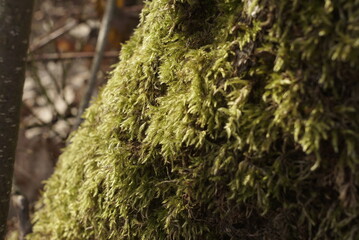 green moss grows on the bark of a tree 