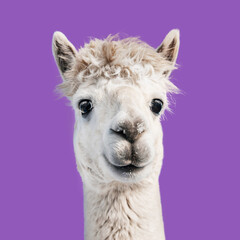 White alpaca isolated on purple background. South American camelid. © Rita Kochmarjova