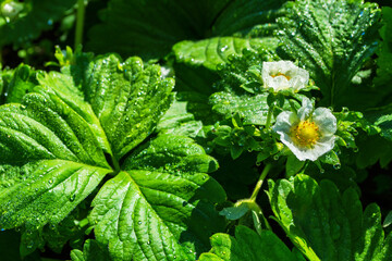 Strawberry flowers (Latin: Fragaria) with water drops after rain, close-up. Flowering of strawberry bushes in the garden.