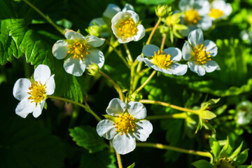 Obraz premium Blooming strawberry bush (Latin: Fragaria) close-up. Flowering of strawberry bushes in the garden.