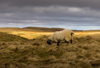 The Antrim Hills Way section of the International Appalachian Trail, County Antrim, Northern Ireland, Glenarm to Ballygalley, Scawt Hill, Black Hill, Ulster Way