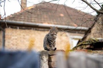 cat sitting on brick wall isolated