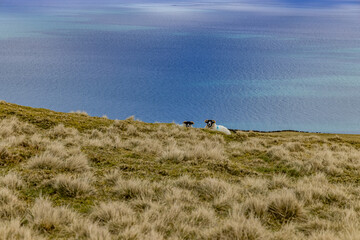 The Antrim Hills Way section of the International Appalachian Trail, County Antrim, Northern...