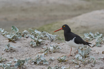 Magellanic Oystercatcher (Haematopus leucopodus) on the shore of Bleaker Island in the Falkland Islands.