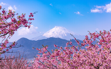 河津桜と富士山