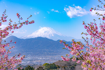 神奈川の河津桜と富士山