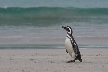 Naklejka premium Magellanic Penguin (Spheniscus magellanicus) emerging from the sea on a large sandy beach on Bleaker Island in the Falkland Islands.