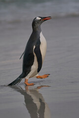 Gentoo Penguins (Pygoscelis papua) coming back to land after a day spent feeding at sea. Bleaker Island in the Falkland Islands.
