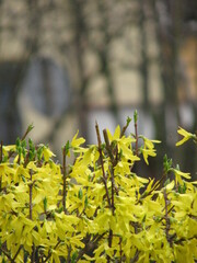 Yellow forsythia in the spring

