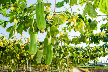 Close-up of loofah growing in the garden of Taiwan. luffa cylindrical.