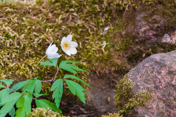 Spring primroses anemone against the background of stones overgrown with moss out of focus.