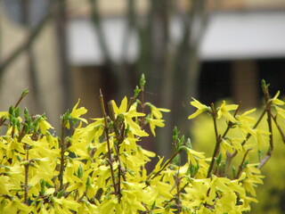 Yellow forsythia in the spring

