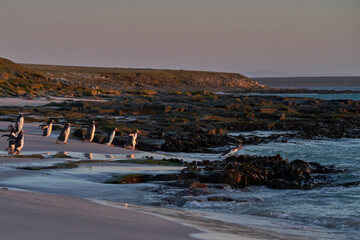 Gentoo Penguin (Pygoscelis papua) heading to sea early in the morning from a sandy beach on Bleaker...