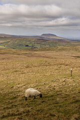 The Antrim Hills Way section of the International Appalachian Trail, County Antrim, Northern...